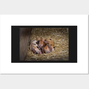 Let Sleeping Piglets Lie Posters and Art